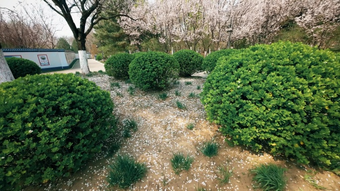 自然  花 树 风景 公园 春天