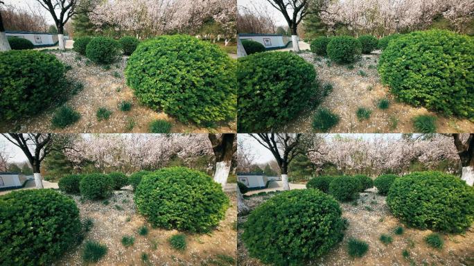 自然  花 树 风景 公园 春天