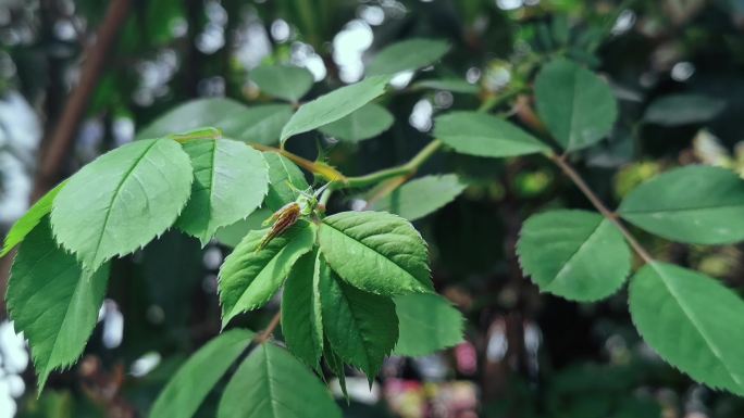 4K 生机盎然 植物空镜