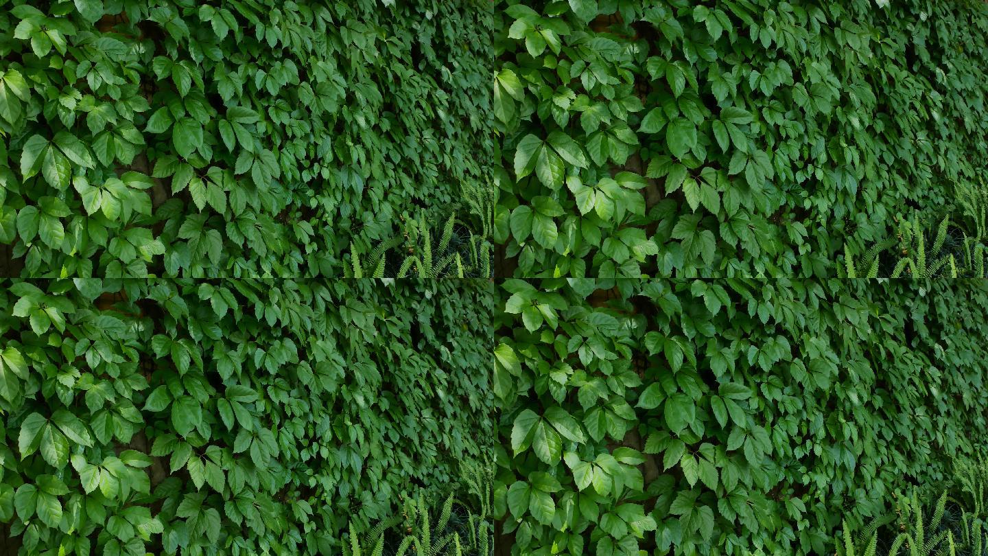 绿叶植物墙爬山虎