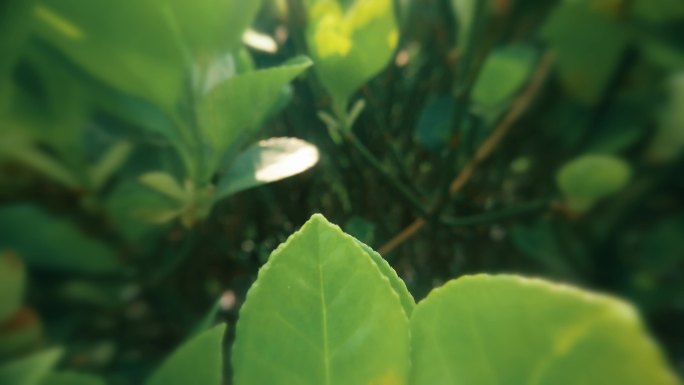 自然  花 树 风景 公园 春天