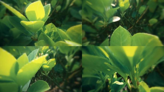 自然  花 树 风景 公园 春天