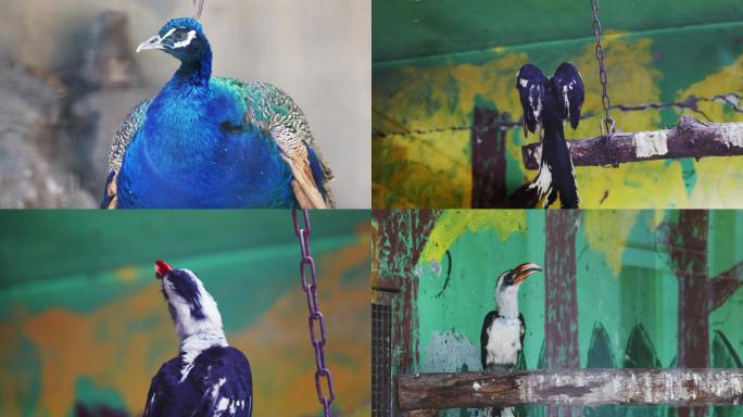 北京动物园蓝孔雀鹦鹉红嘴弯嘴犀鸟