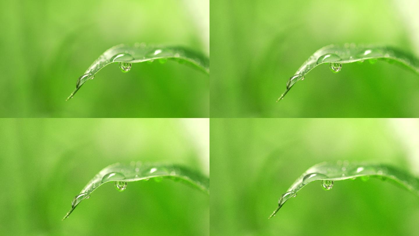 叶子上的水滴特写微距草叶片露珠绿色