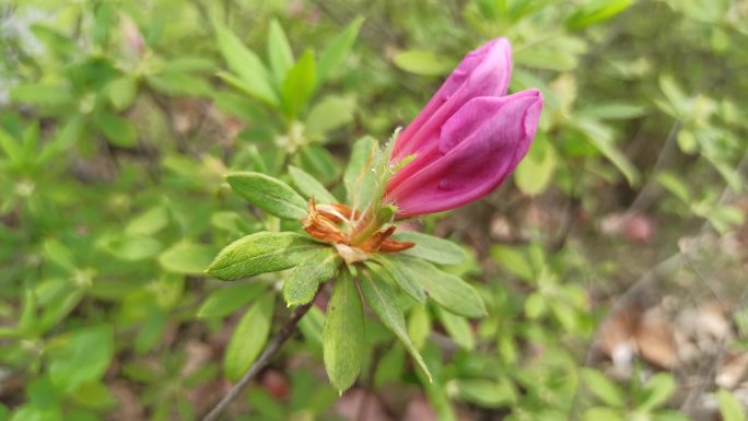 杜鹃花含苞待放的花苞并蒂双花