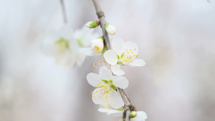 桃花、粉色桃花、白色桃花、春天来临、春天