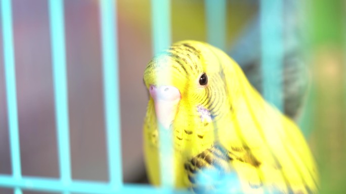 笼中的黄色小鸟