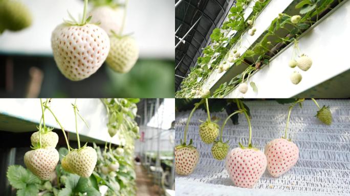 白草莓种植