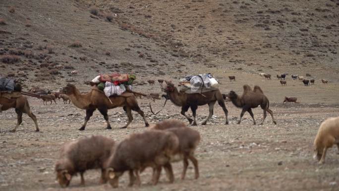 新疆牧民赶场的队伍