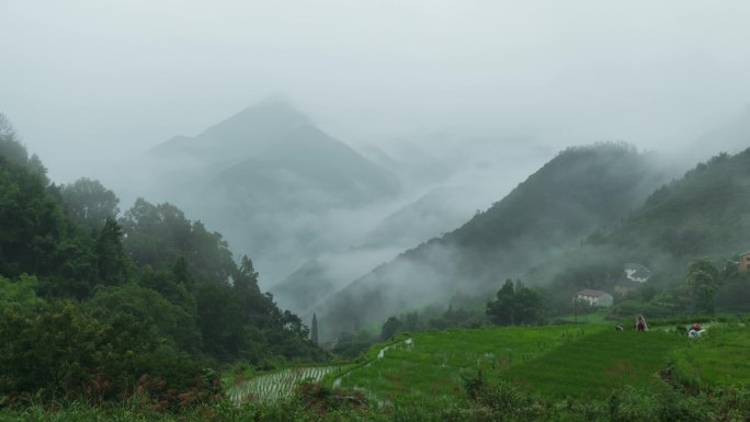 杭州建德胥岭云雾雨中农民梯田插秧