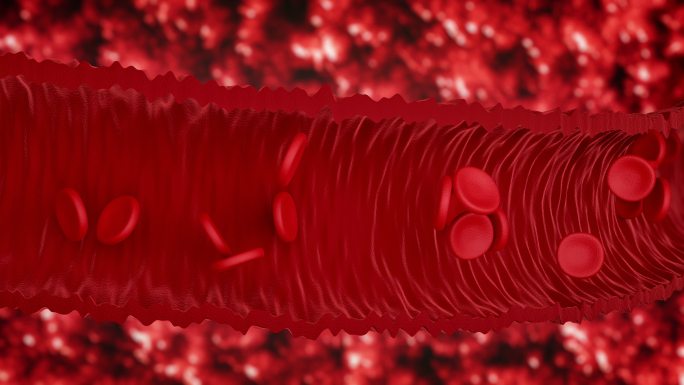 血液中流动的红细胞