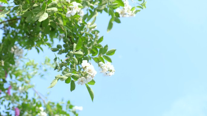 小清新小白花文艺