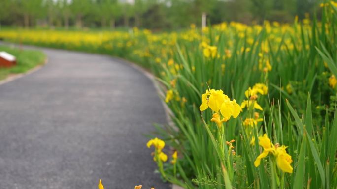 春天 花 蜜蜂采蜜 北京亦庄凉水河公园