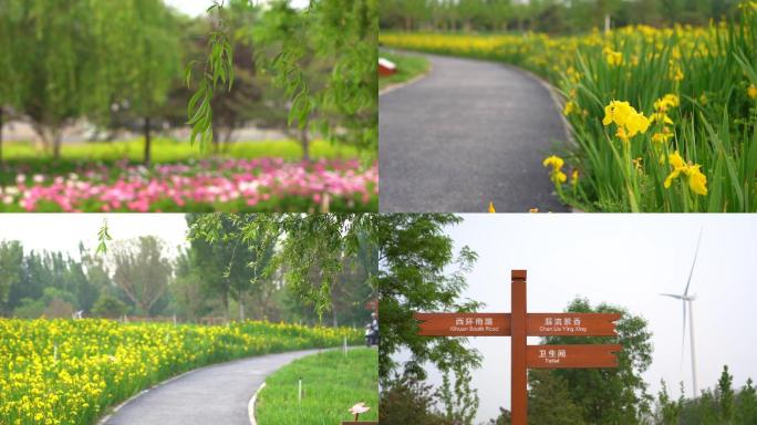 春天 花 蜜蜂采蜜 北京亦庄凉水河公园