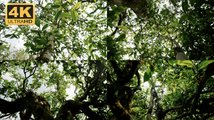 【4K】普洱古树，古茶树高杆古树实拍素材
