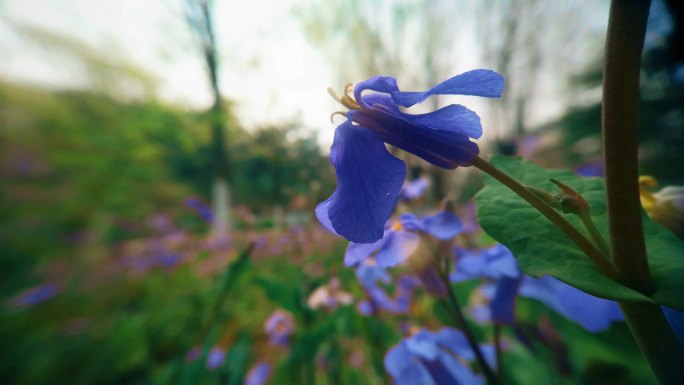 自然  花 树 风景 公园 春天
