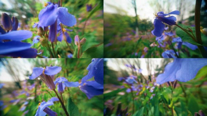 自然  花 树 风景 公园 春天