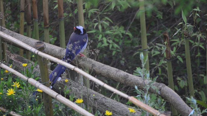 竹子栅栏上的红嘴蓝鹊
