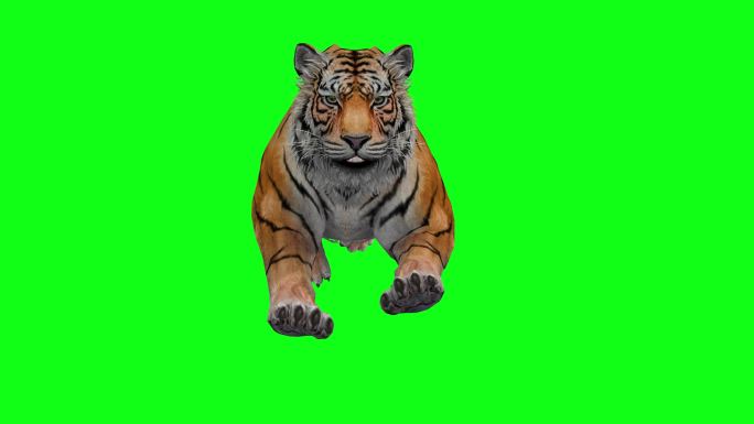老虎奔跑前视动画老虎奔跑绿屏抠像素材老虎