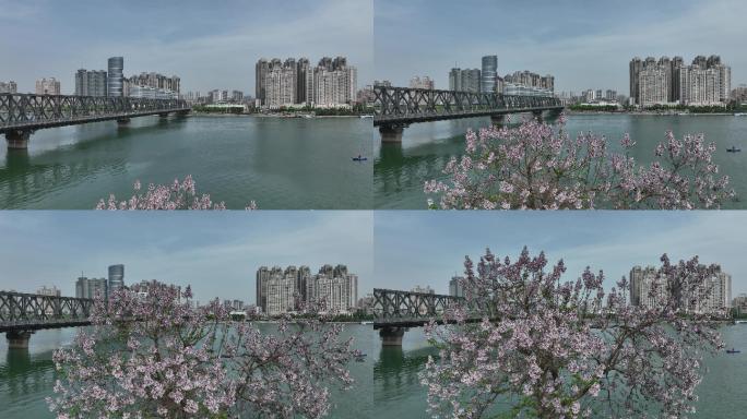航拍襄阳春天泡桐树开花城市自然风光