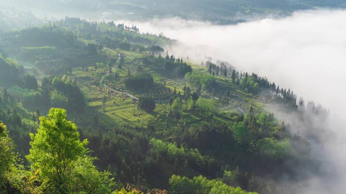 唯美壮观田园风光云雾涌动茶园风景延时