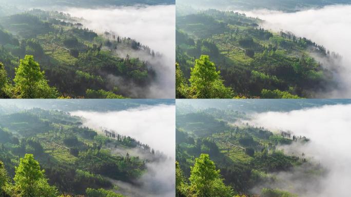 唯美壮观田园风光云雾涌动茶园风景延时