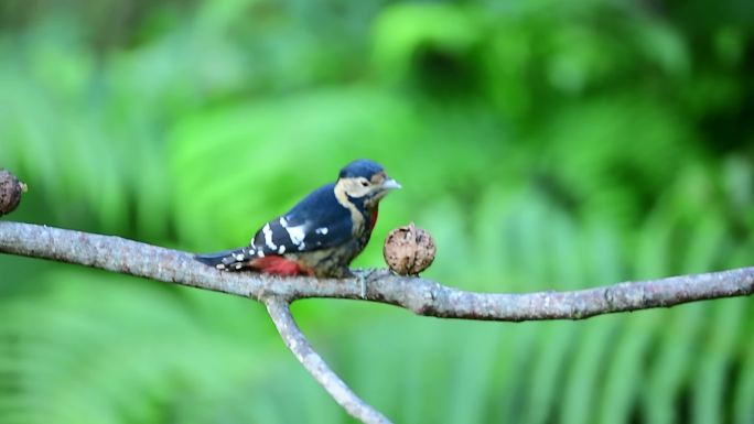 赤胸啄木鸟胸部有红斑，能吃完一棵树昆虫