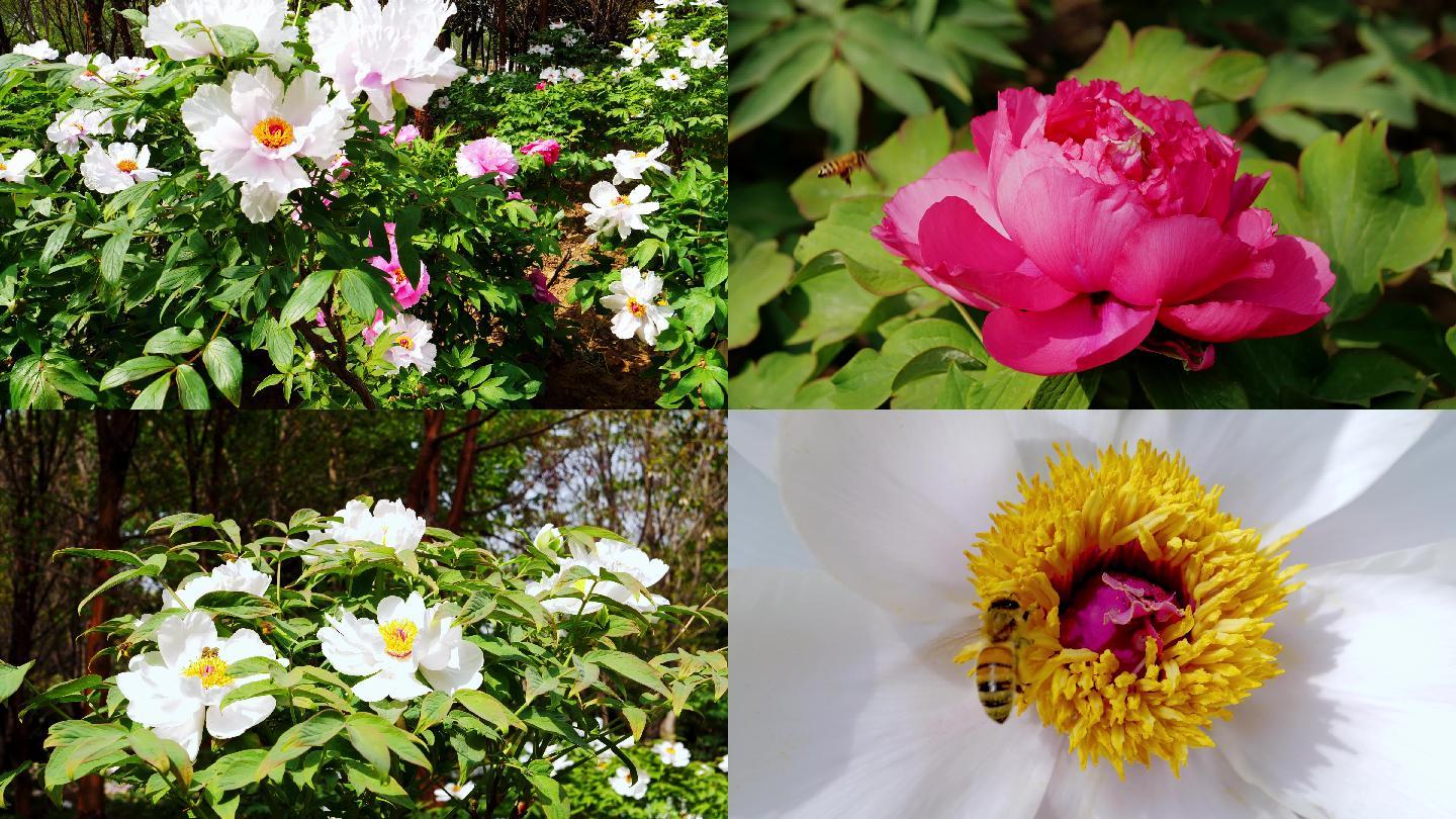 图片素材 : 厂, 花瓣, 盛开, 植物群, 撒, 蜜蜂, 牡丹, 宏观摄影, 开花植物, 陆地植物 3456x2304 ...
