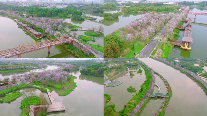 5k广州海珠湿地公园紫荆花航拍02
