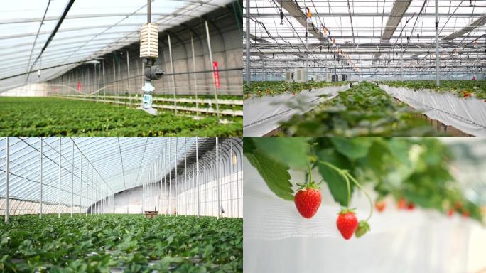 草莓种植采摘