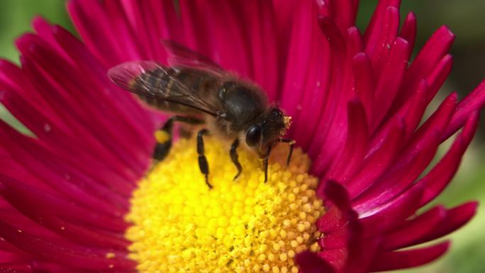 春天蜜蜂采蜜与各种鲜花合集