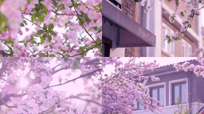 海棠花海天津城市五大道大理道