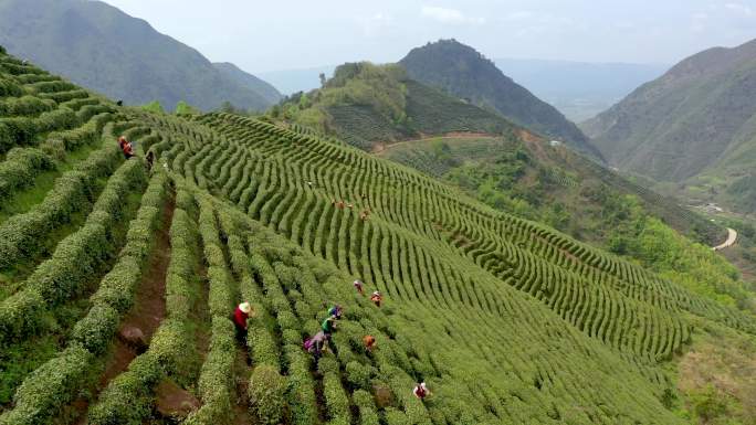 4K航拍陕西汉中高山茶园