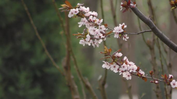 公园早晨春暖花开挑花玉兰花开读书的女人