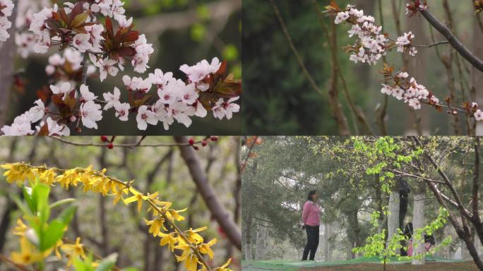 公园早晨春暖花开挑花玉兰花开读书的女人