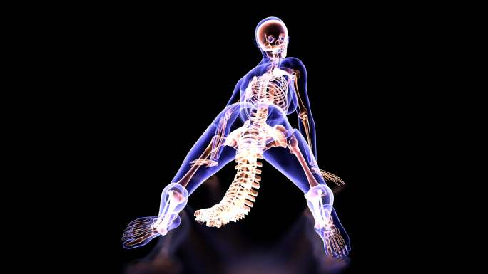 骨架三维医学器官3D人体