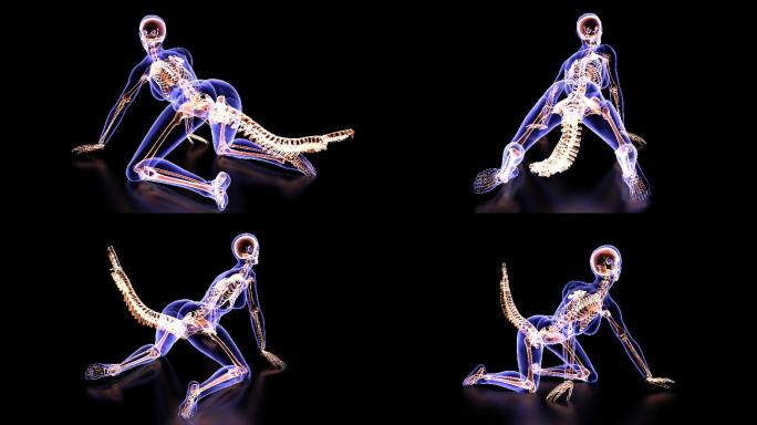 骨架三维医学器官3D人体