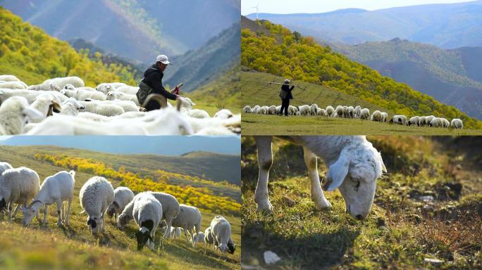 高山草原绵羊