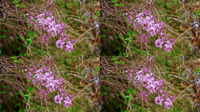4K春天紫丁香鲜花盛开嫩芽摆动