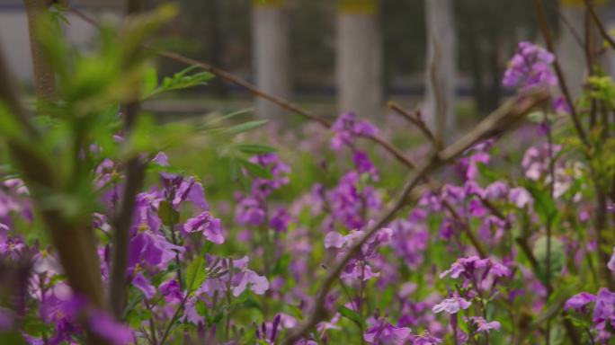 春天 花 树 草 景色 路 石板