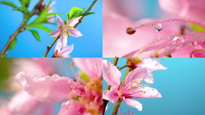 桃花延时开花花瓣上的水珠