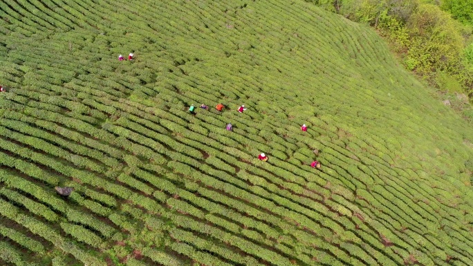 4K航拍陕西汉中高山茶园