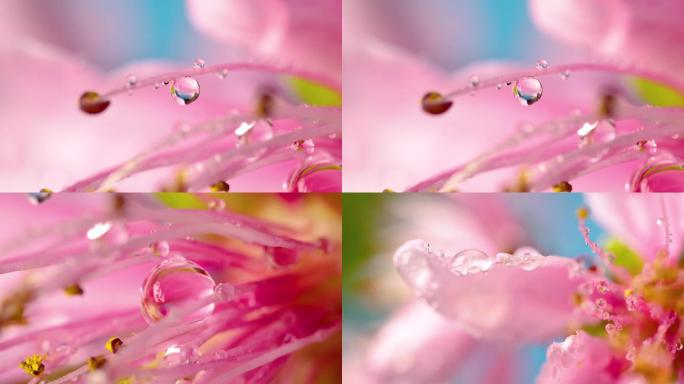 花蕊花瓣上的水珠水滴大特写