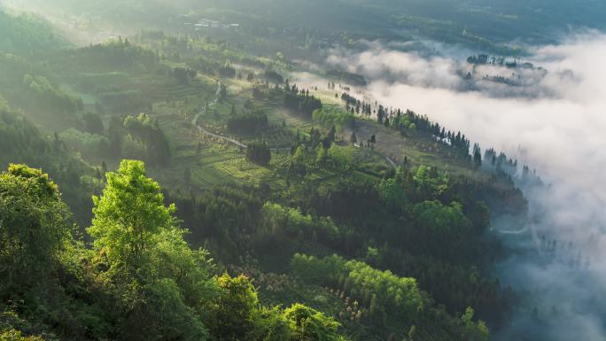 唯美壮观田园风光云雾涌动茶园风景延时