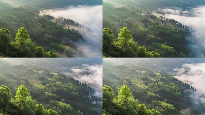 唯美壮观田园风光云雾涌动茶园风景延时