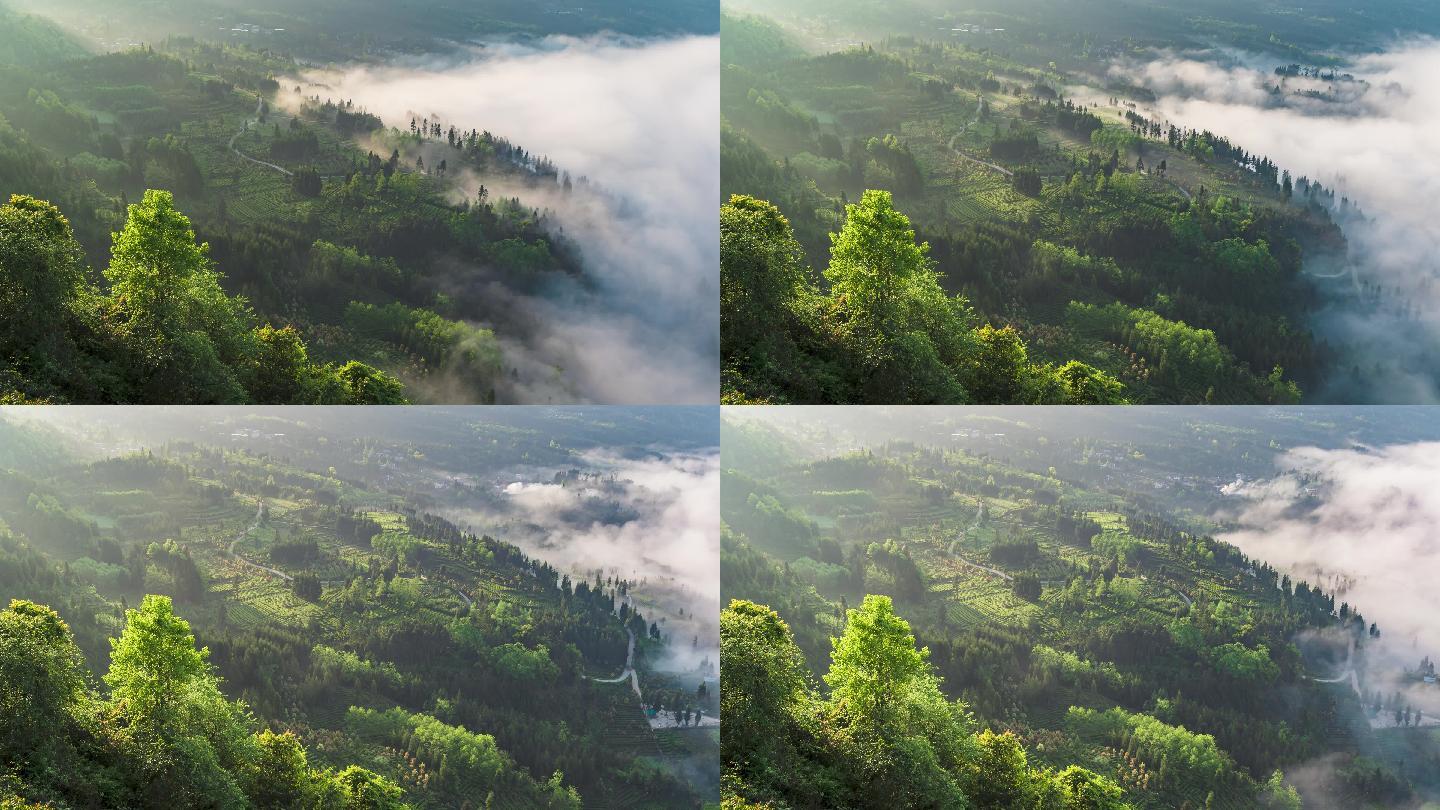 唯美壮观田园风光云雾涌动茶园风景延时