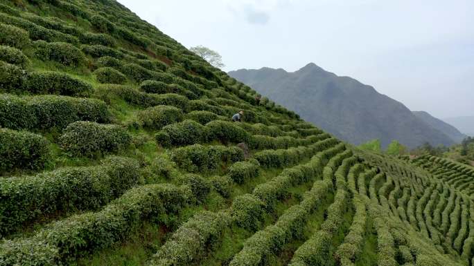 4K航拍陕西汉中高山茶园