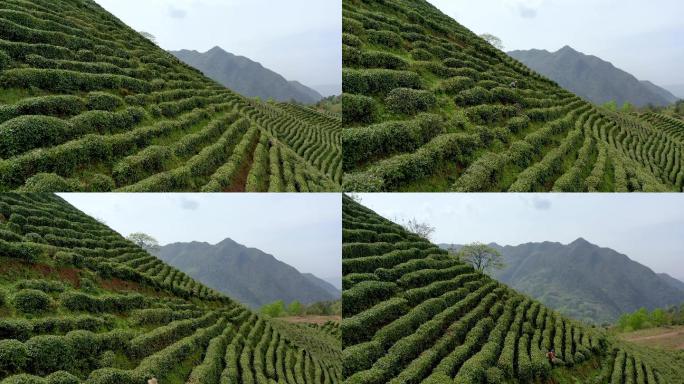 4K航拍陕西汉中高山茶园