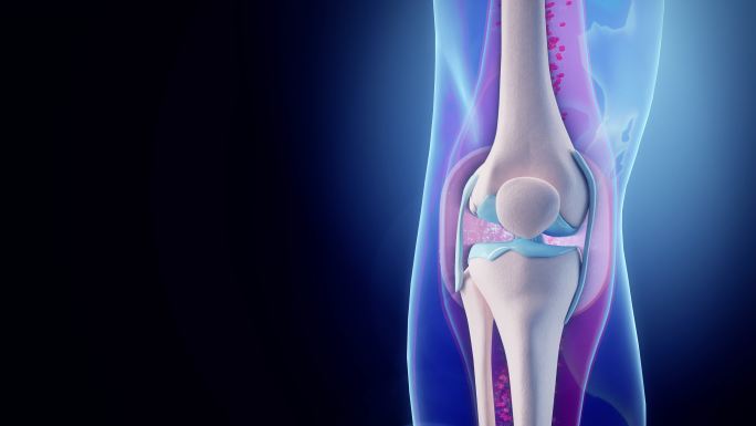 膝关节动画人体组织器官膝盖骨质疏松