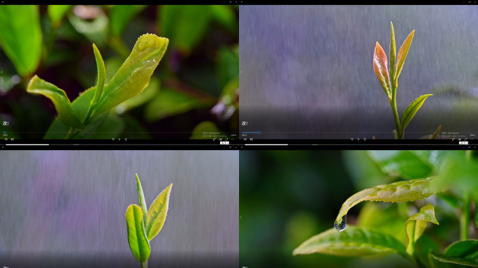 采茶茶艺茶场茶泡茶水滴茶文化